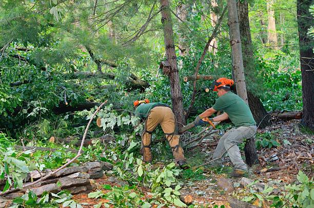 Best Arborist Consultation Services  in Mounds View, MN